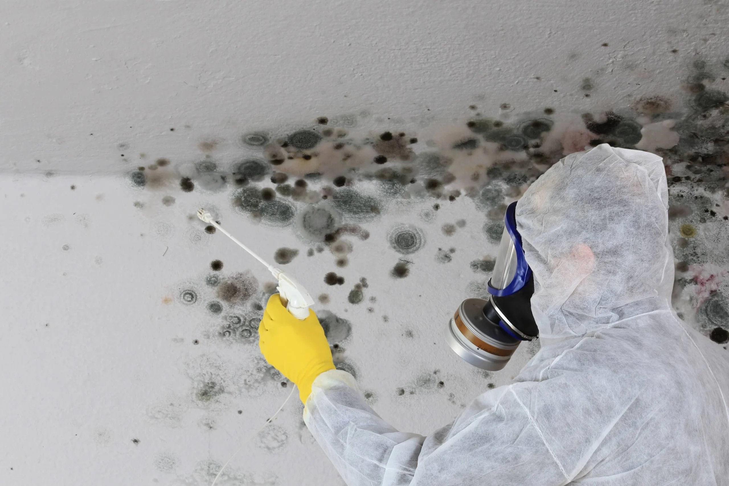 Person in PPE Spraying Anti Microbials Directly onto a Mold Infected Wall during a Mold Remediation Project Person in PPE in Morris Township, NJ Spraying Anti Microbials Directly onto a Mold Infected Wall during a Mold Remediation Project