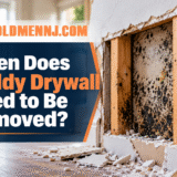 Moldy drywall removal and mold remediation
